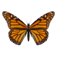 BORBOLETA