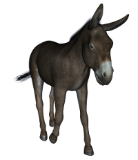 BURRO