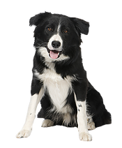CACHORRO