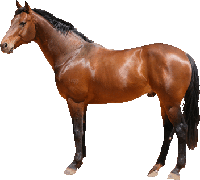 CAVALO