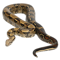 COBRA