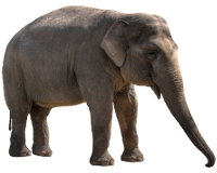 ELEFANTE