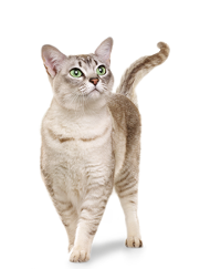 GATO