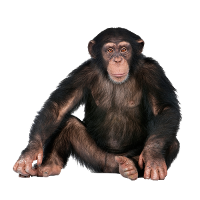 MACACO