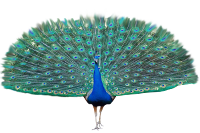 PAVÃO
