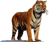 TIGRE