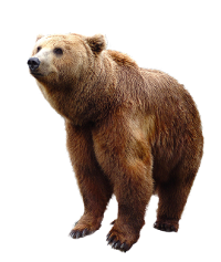 URSO