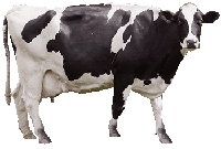 VACA