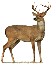VEADO